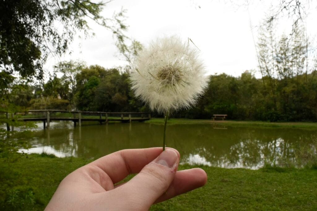 Benefits Of Dandelion (Taraxacum officinale): History, Benefits, Uses, Facts And Safety 5 Culinary Uses Of Dandelion