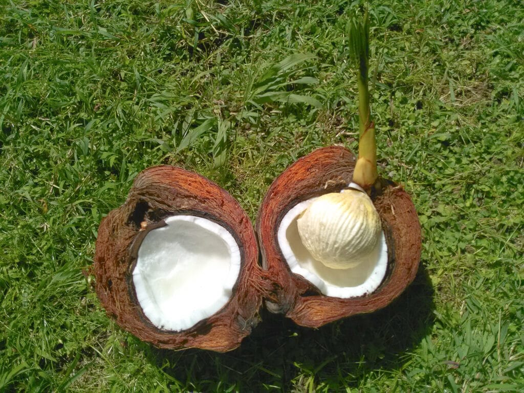 Benefits Of Coconut (Cocos nucifera): History, Benefits, Uses, Facts And Safety 4 Interesting Facts About Coconut