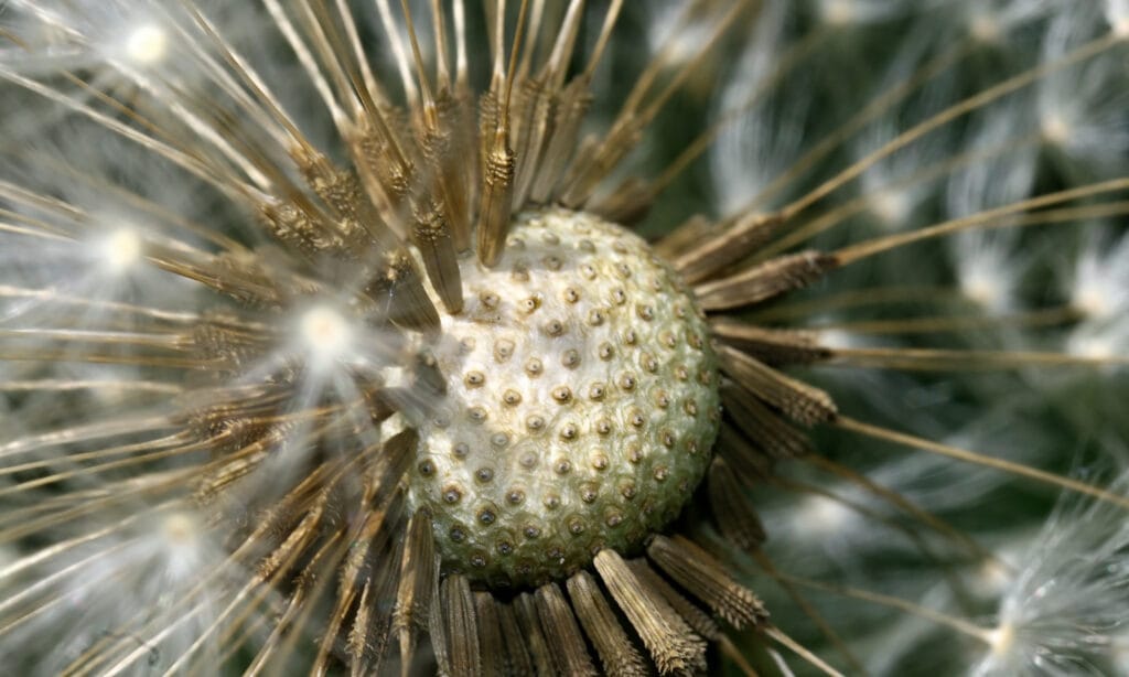 Benefits Of Dandelion (Taraxacum officinale): History, Benefits, Uses, Facts And Safety 4 Interesting Facts About Dandelion