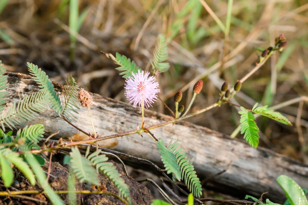 Benefits Of Makahiya (Mimosa pudica): History, Benefits, Uses, Facts And Safety 4 Interesting Facts About Makahiya
