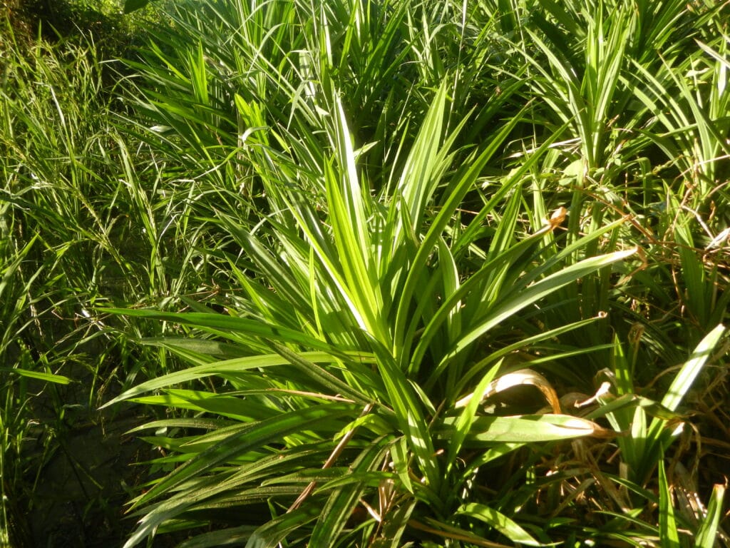 Benefits Of Pandan Lalaki (Pandanus amaryllifolius): History, Benefits, Uses And Safety 4 Interesting Facts About Pandan Lalaki