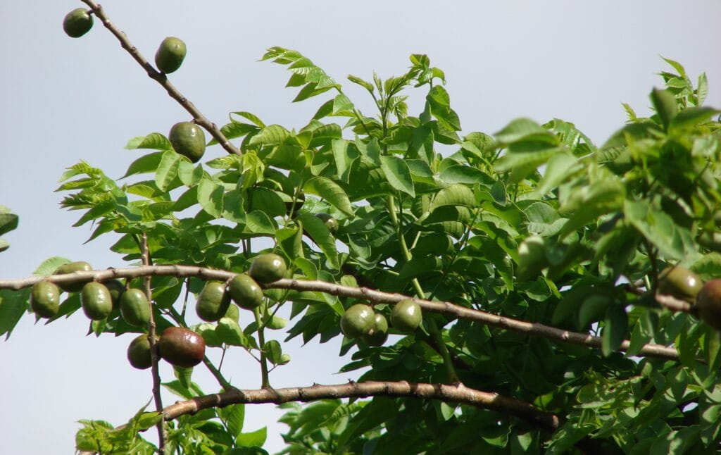 Benefits Of Sineguelas (Spondias purpurea): Uses, History, Benefits, And Safety 4 Interesting Facts Of Sineguelas