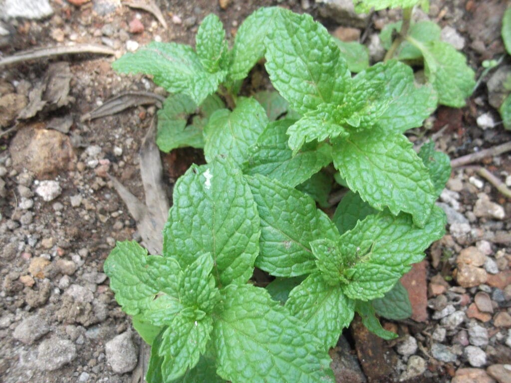 Benefits Of Yerba Buena (Mentha arvensis): A Natural Treasure Chest Of Benefits 4 Interesting Facts about Yerba Buena