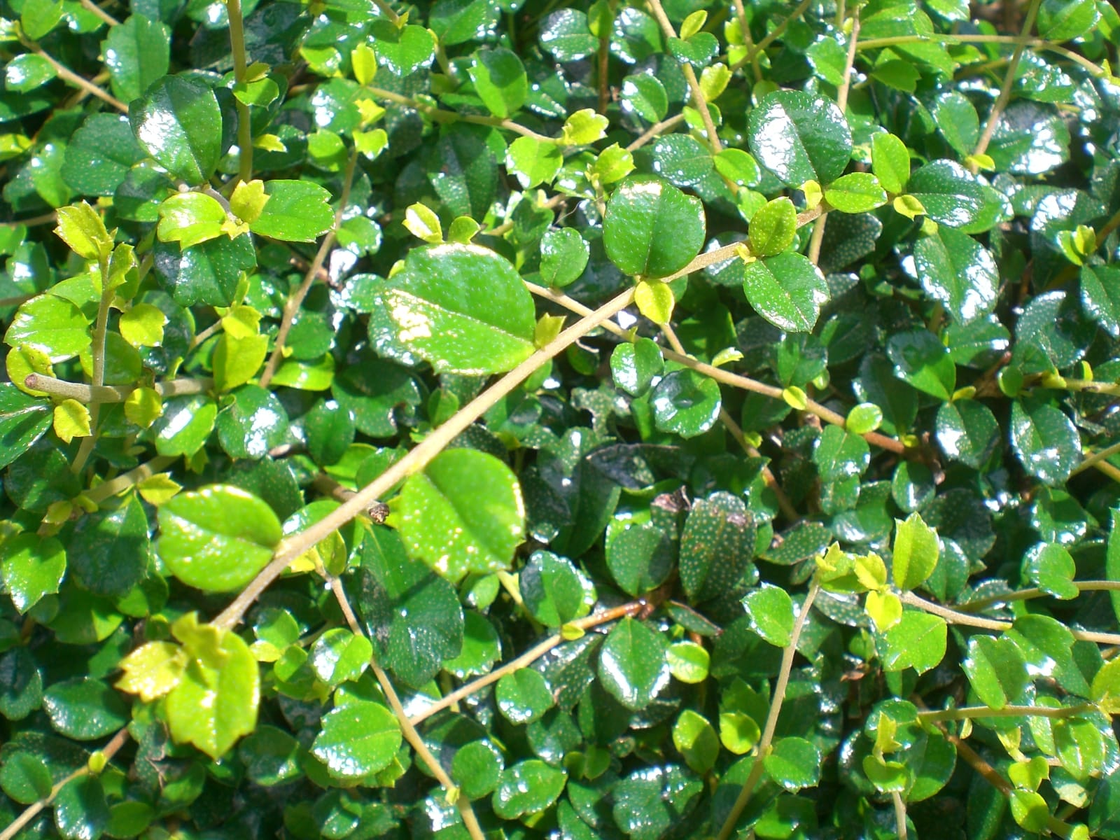 Tsaang Gubat Benefits (Ehretia microphylla) Nature’s Healing Plant