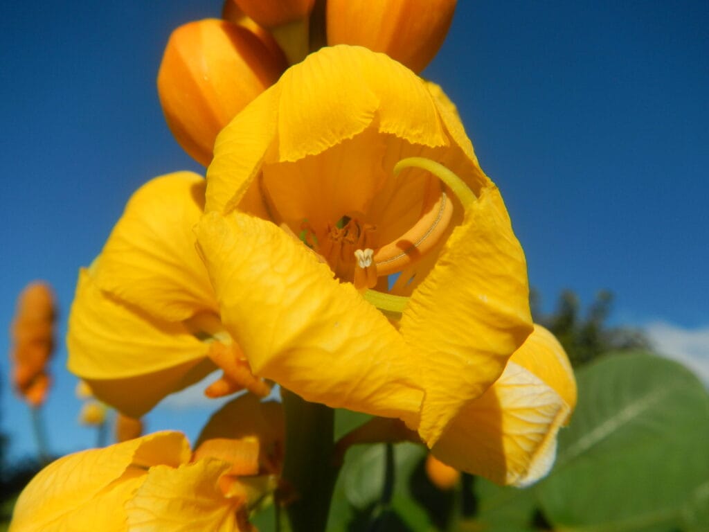 Benefits Of Akapulko: A Natural Solution For Skin Health And More 3 Uses and Benefits Of Akapulko