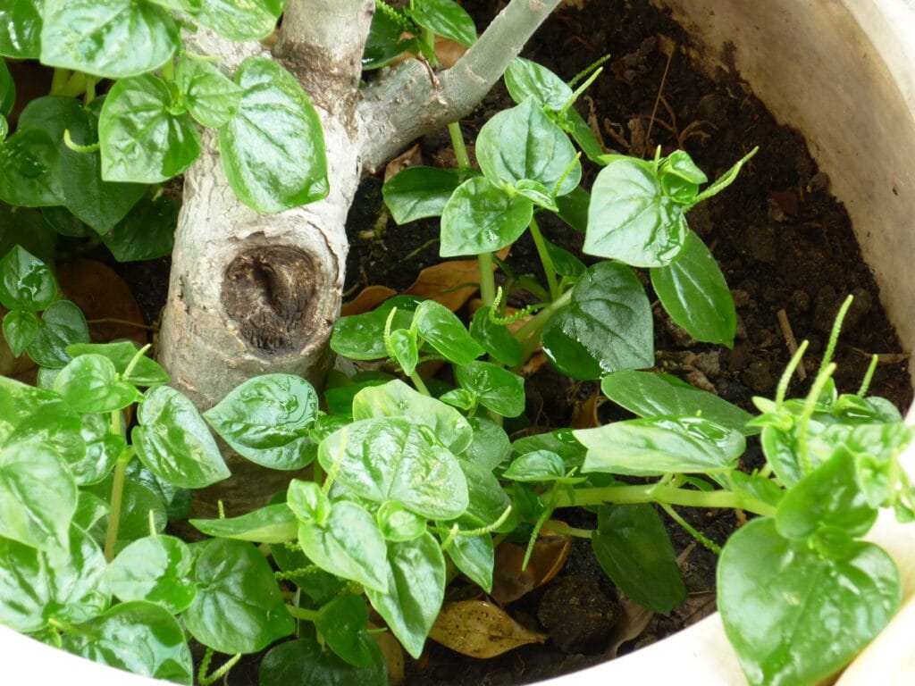 Benefits Of Pansit Pansitan (Peperomia pellucida): Nature’s Humble Healer 3 Uses and Benefits Of Pansit Pansitan