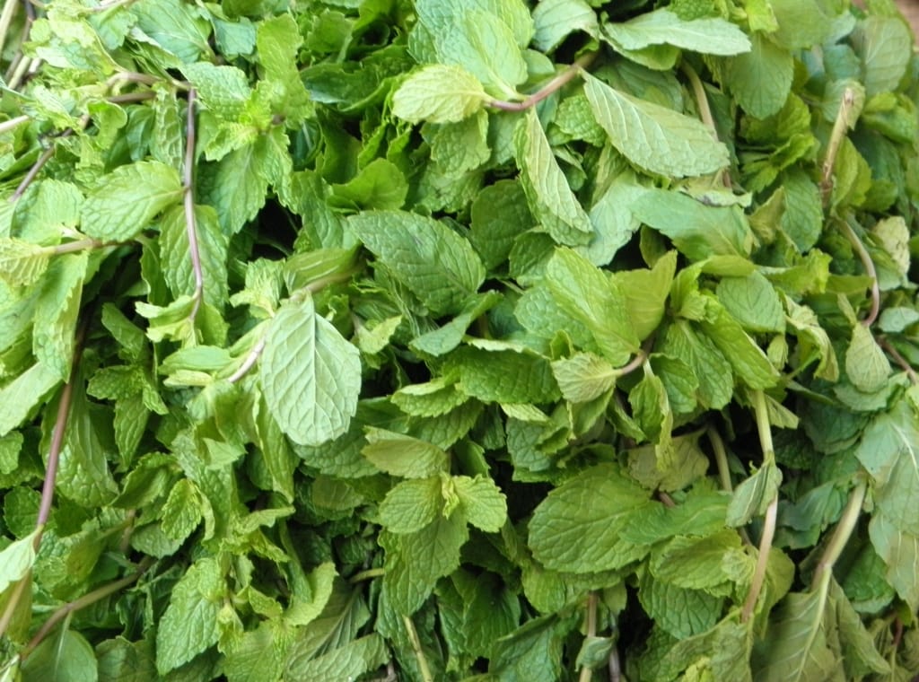 Benefits Of Yerba Buena (Mentha arvensis): A Natural Treasure Chest Of Benefits 3 Uses and Benefits Of Yerba Buena