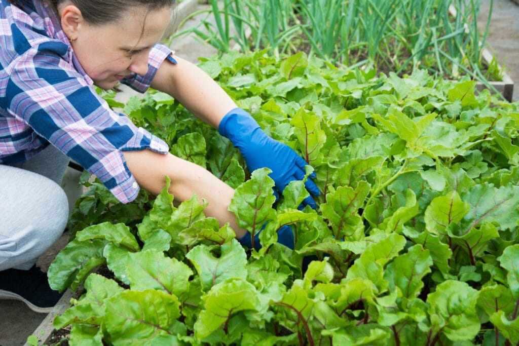 Complete Gardening Guide — Benefits, Tips & Seasonal Planting (2025) 2 Gardening