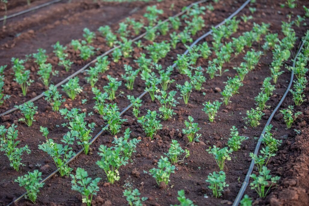 Thriving vegetable garden with drip irrigation and sensor wires