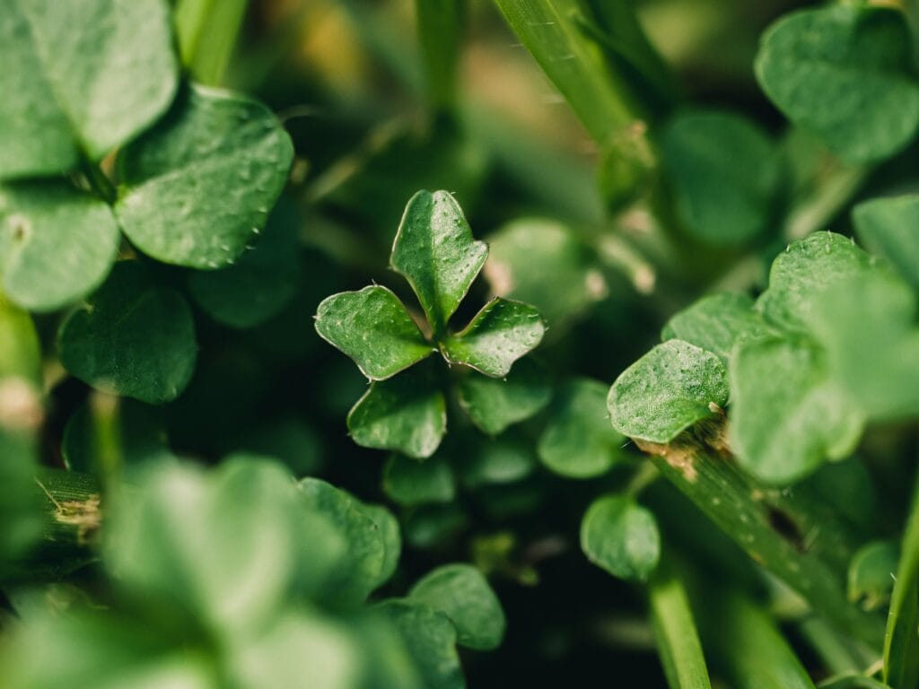 7 Organic Soil Solutions for Plant-Based Botanical Wellness 4 Purple flowering clover cover crop growing in a garden bed