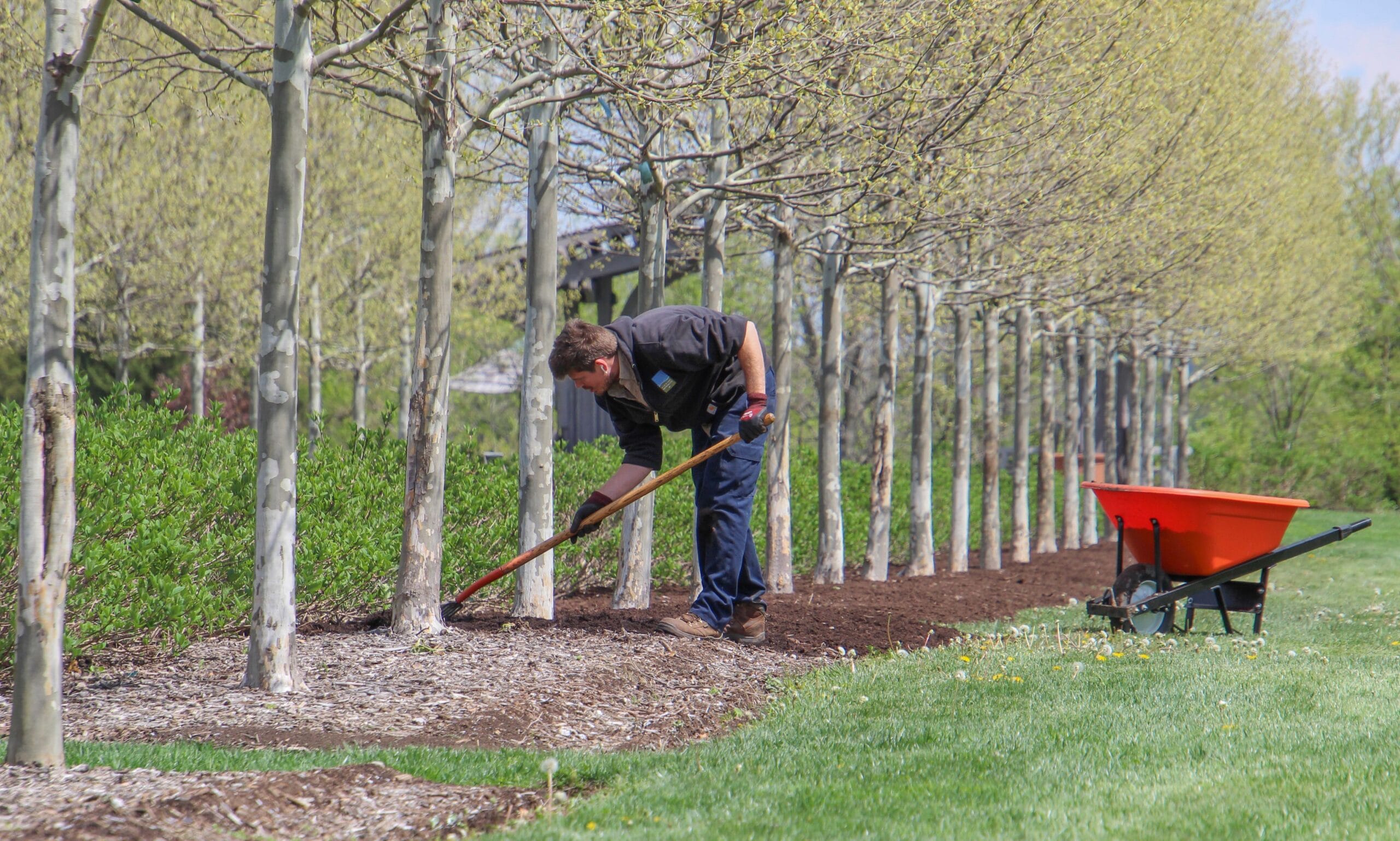 How to Improve Soil Health: A Practical Guide for Gardeners 8 gardener mulching garden beds with straw in early spring