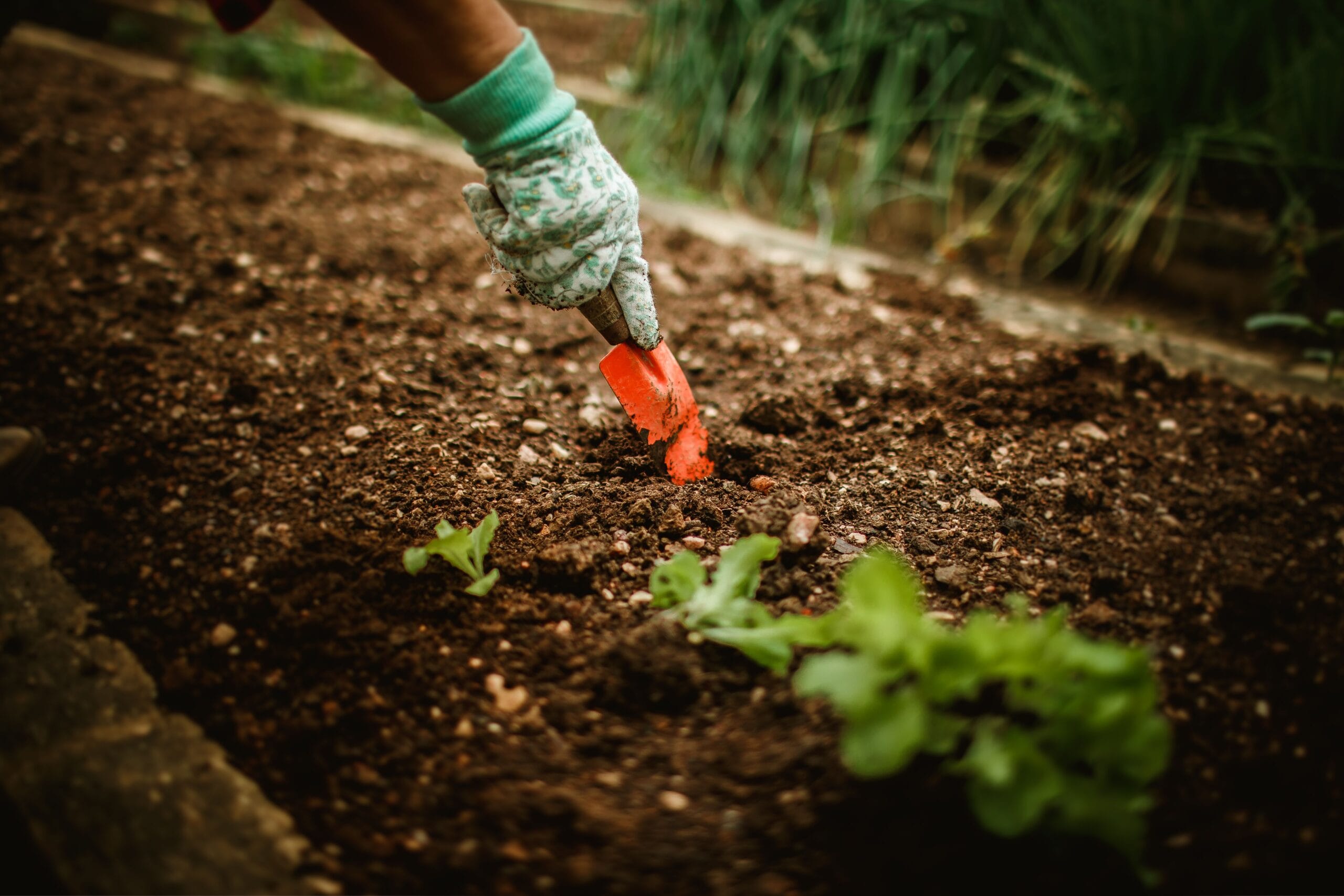 5 Compost Tea Recipes for Plant-Based Wellness & Soil 1 Vibrant green organic garden with healthy lush vegetable beds and rich dark soil