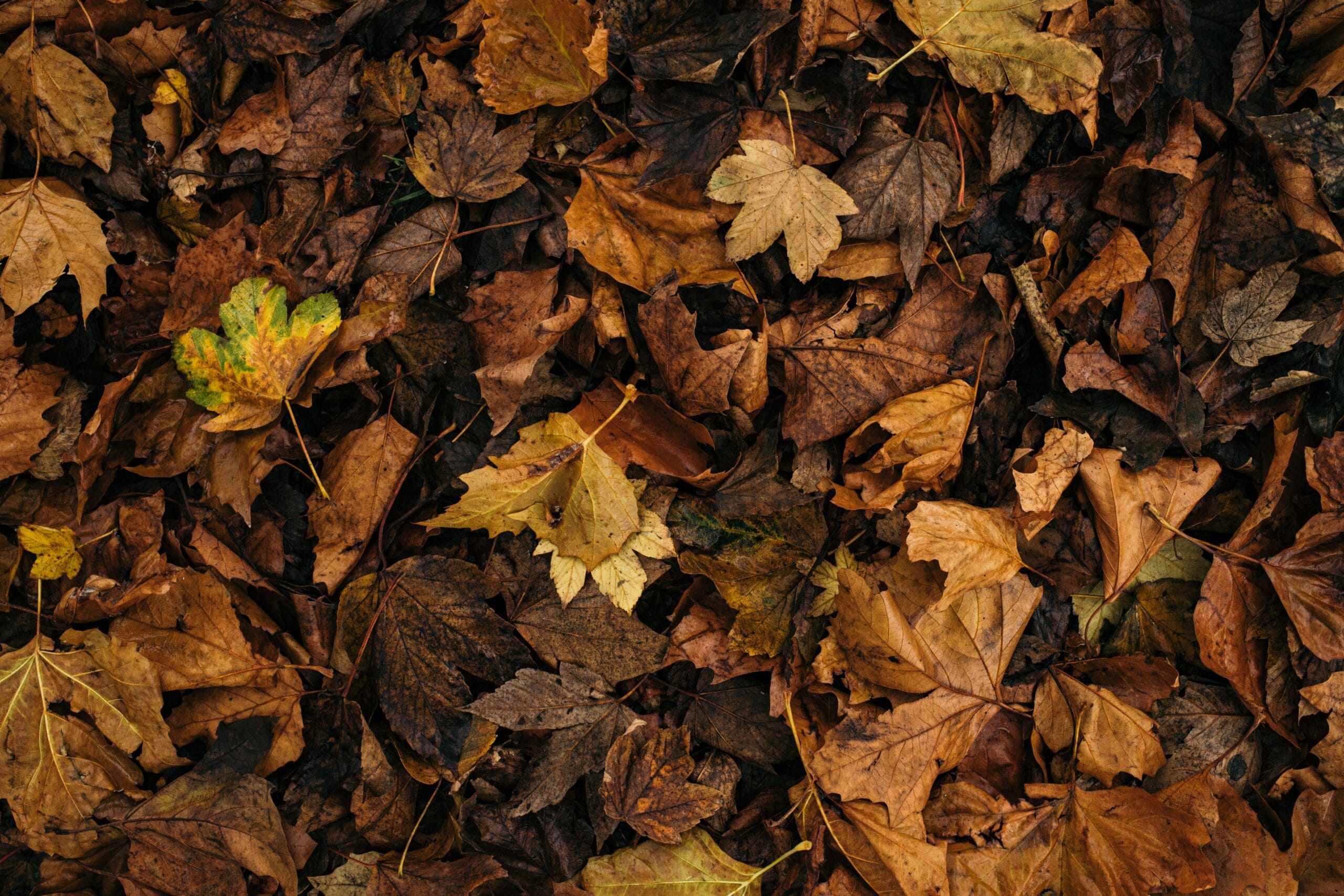 How to Improve Soil Health: A Practical Guide for Gardeners 3 pile of dark, crumbly compost mixed with leaf mold in a garden wheelbarrow