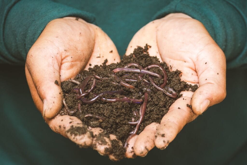 7 Soil Health Indicators for Thriving Plant-Based Gardens 5 Several earthworms emerging from rich garden soil after a rainstorm