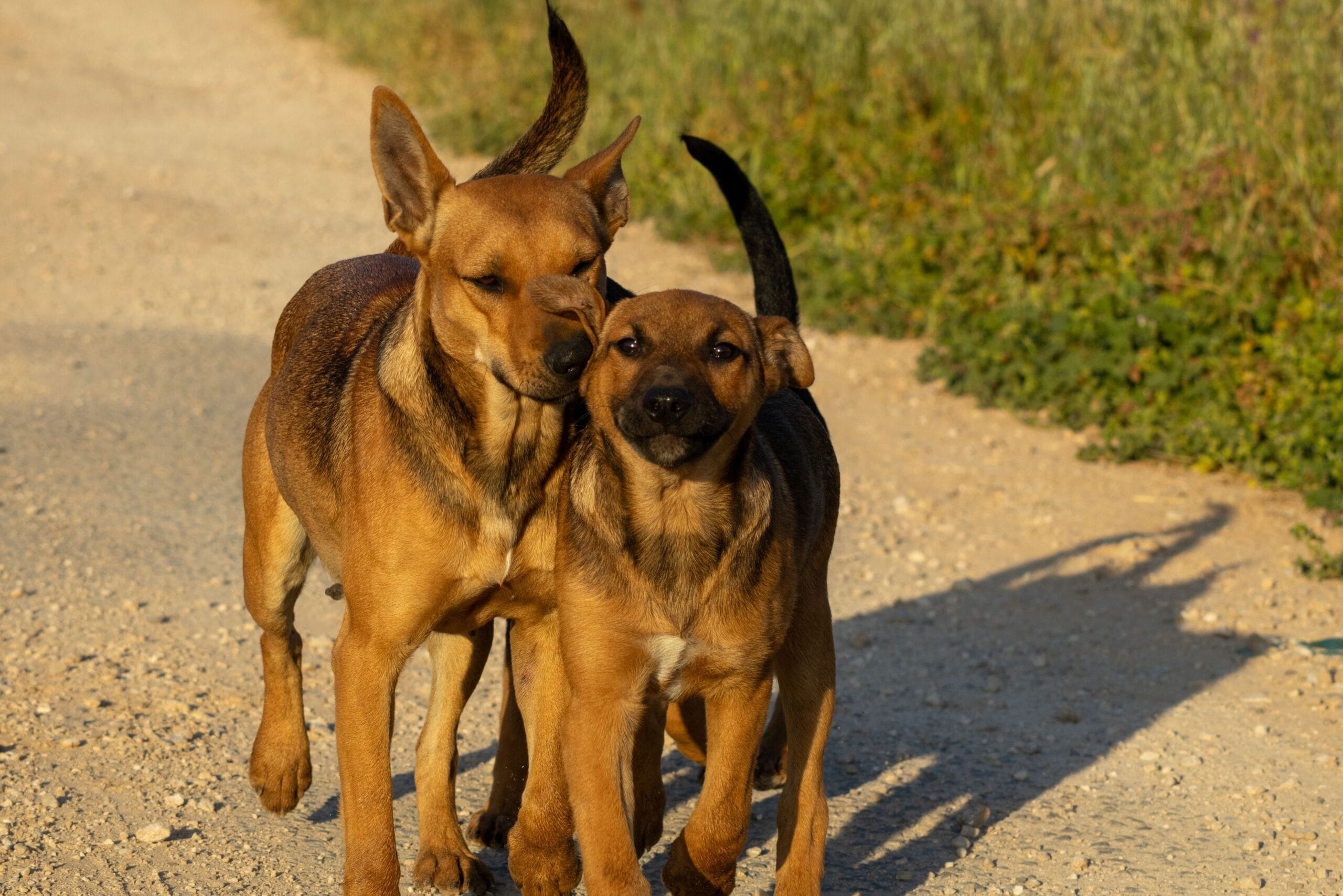 6 Side Hustle Apps Paying Weekly in 2026 4 a dog walker holding a leash in a park