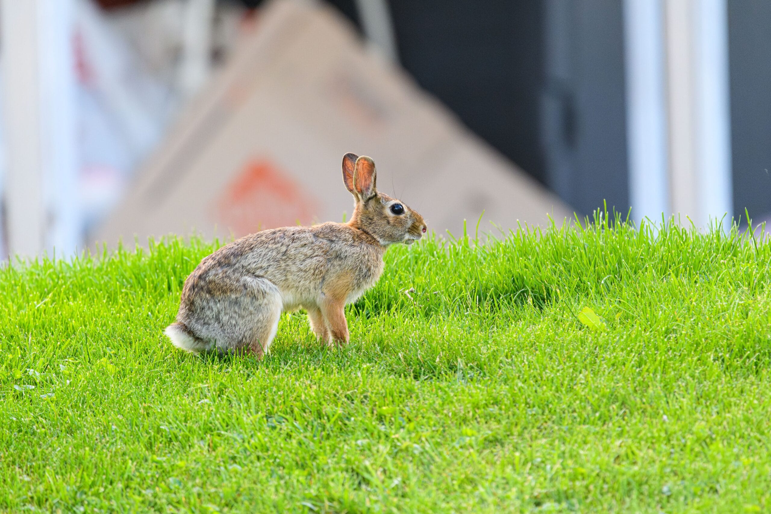 Gig Economy Perks: 5 Free Tools Every Driver Needs 7 driver checking smartphone alerts for task rabbit surge opportunities