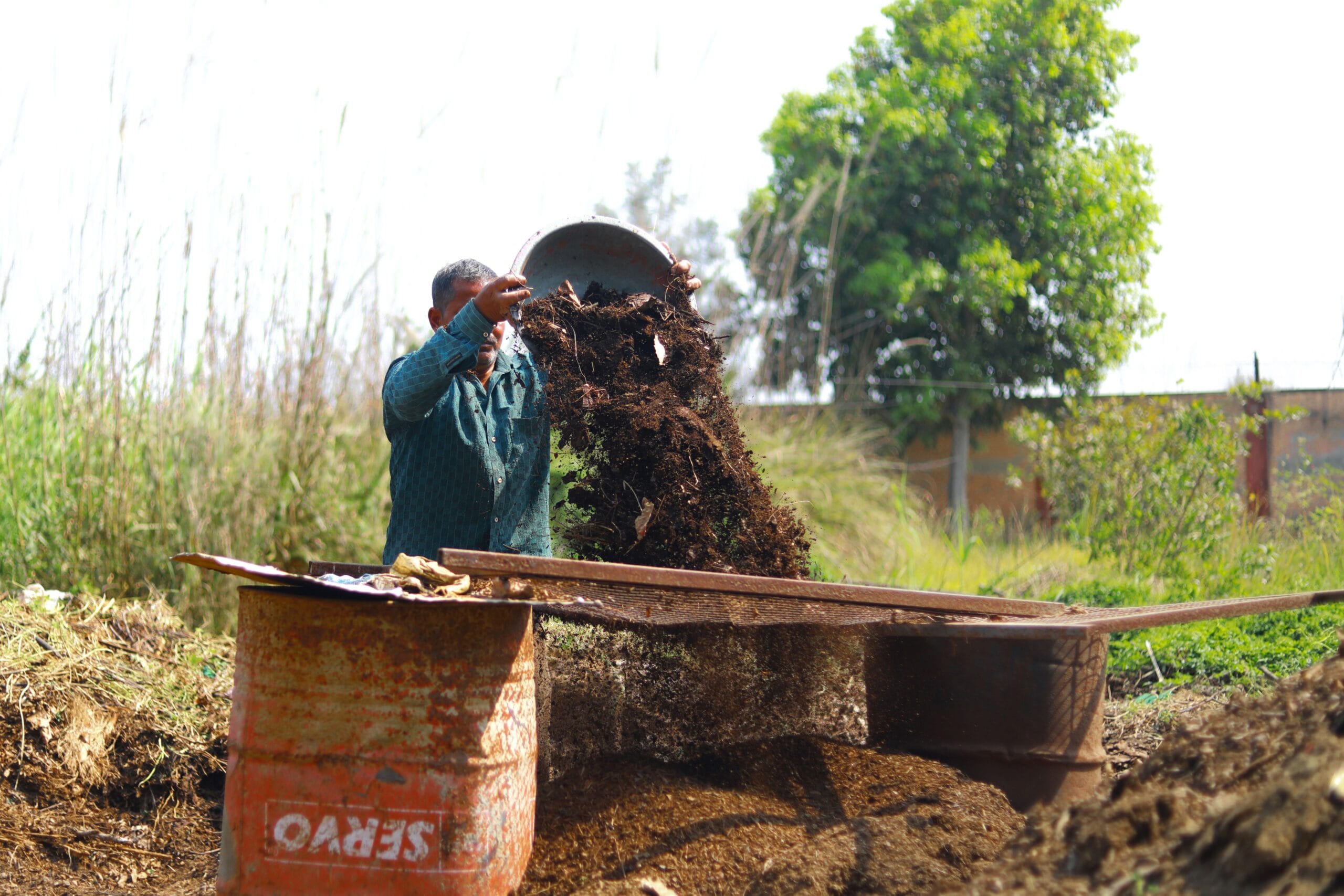 How to Improve Soil Health: A Practical Guide for Gardeners 4 gardener pouring liquid compost tea over vegetable seedlings in a greenhouse