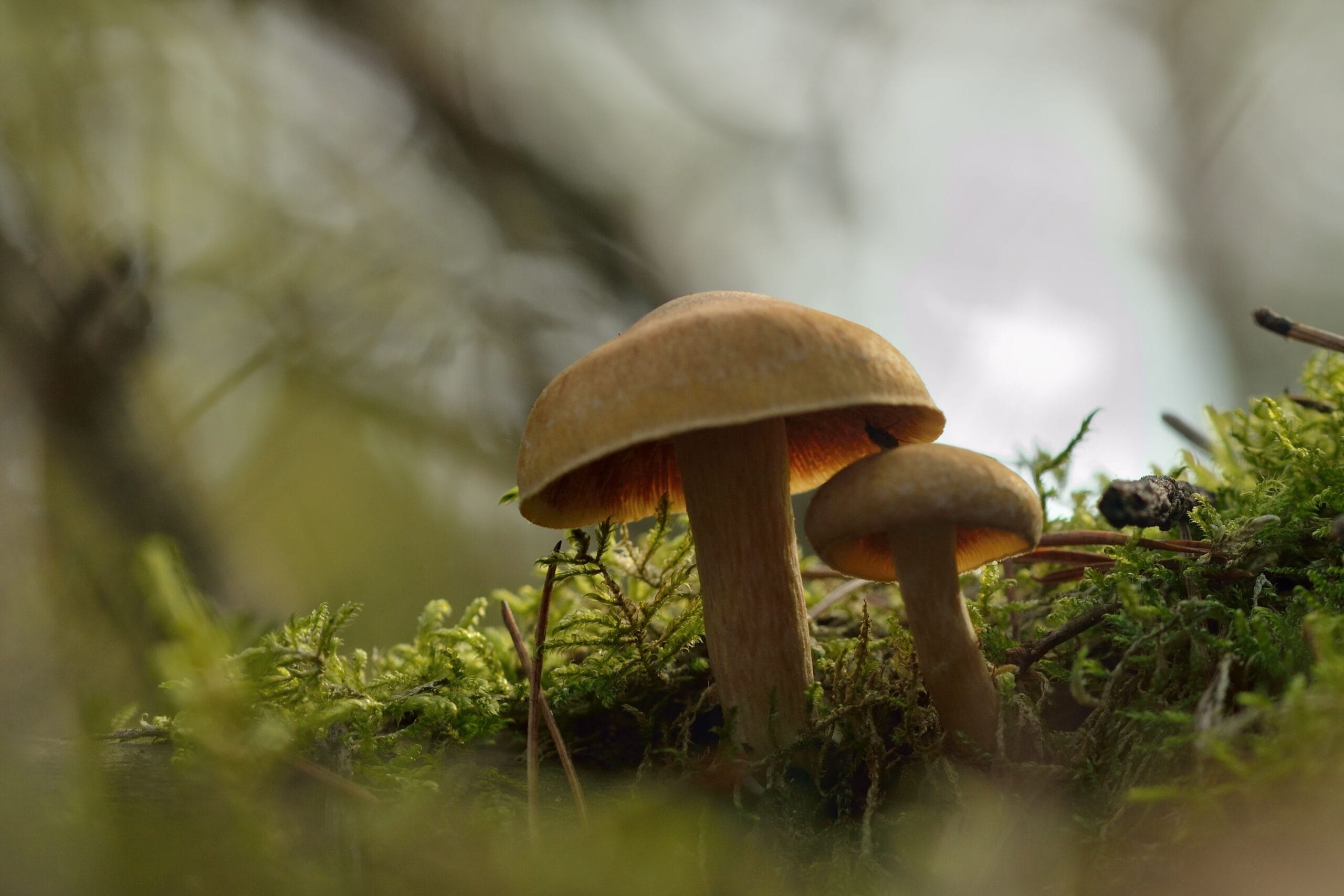 How to Improve Soil Health: A Practical Guide for Gardeners 5 close‑up of mycorrhizal fungi network spreading through garden soil