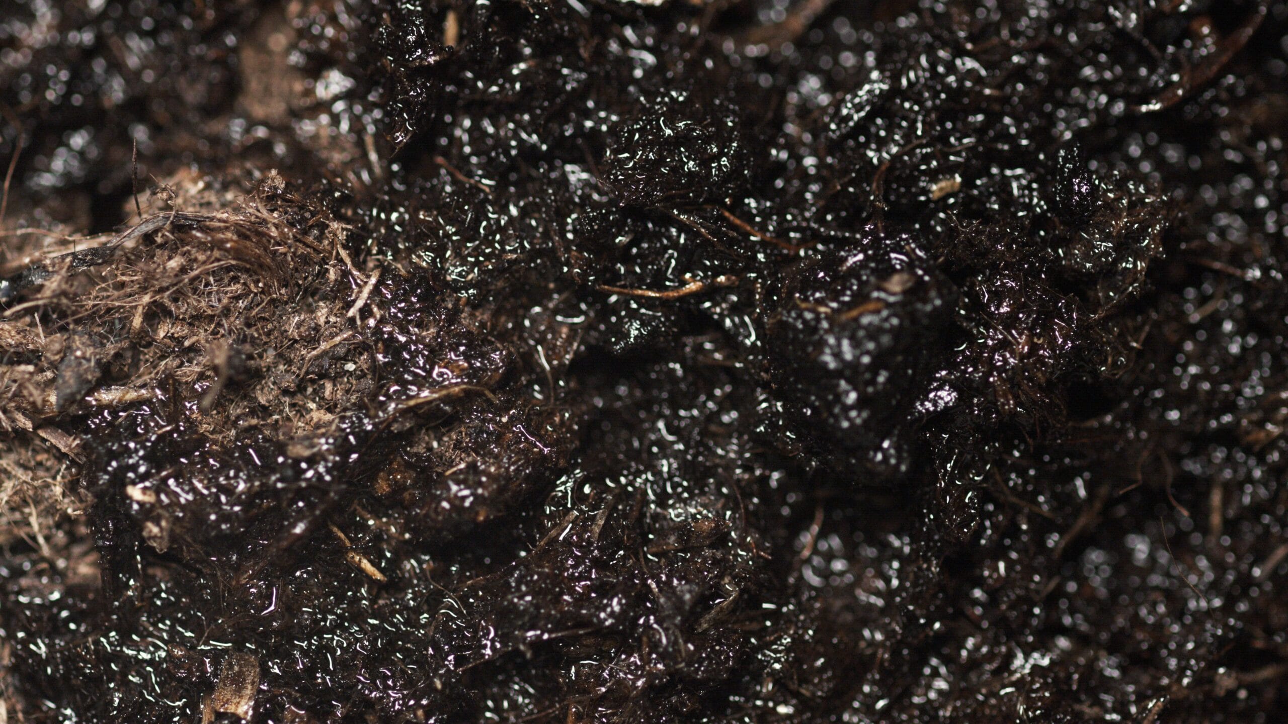 How to Improve Soil Health: A Practical Guide for Gardeners 2 close‑up of healthy garden soil teeming with earthworms and fungal threads