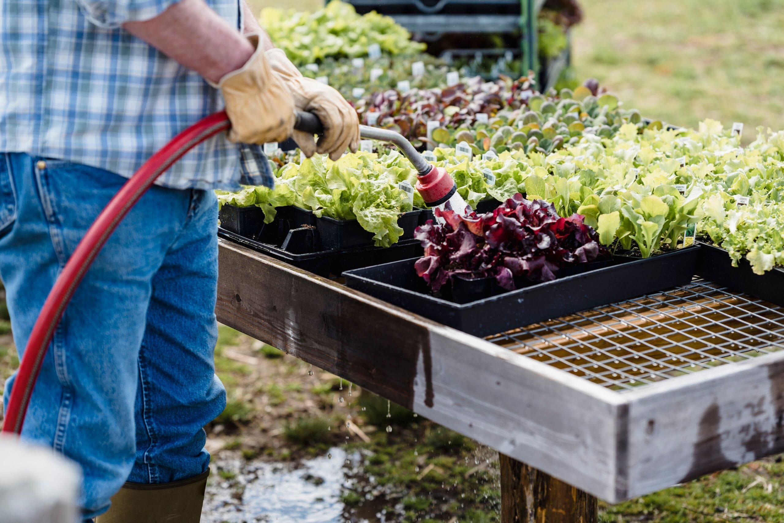 Lush green garden beds filled with healthy leafy vegetables and herbs