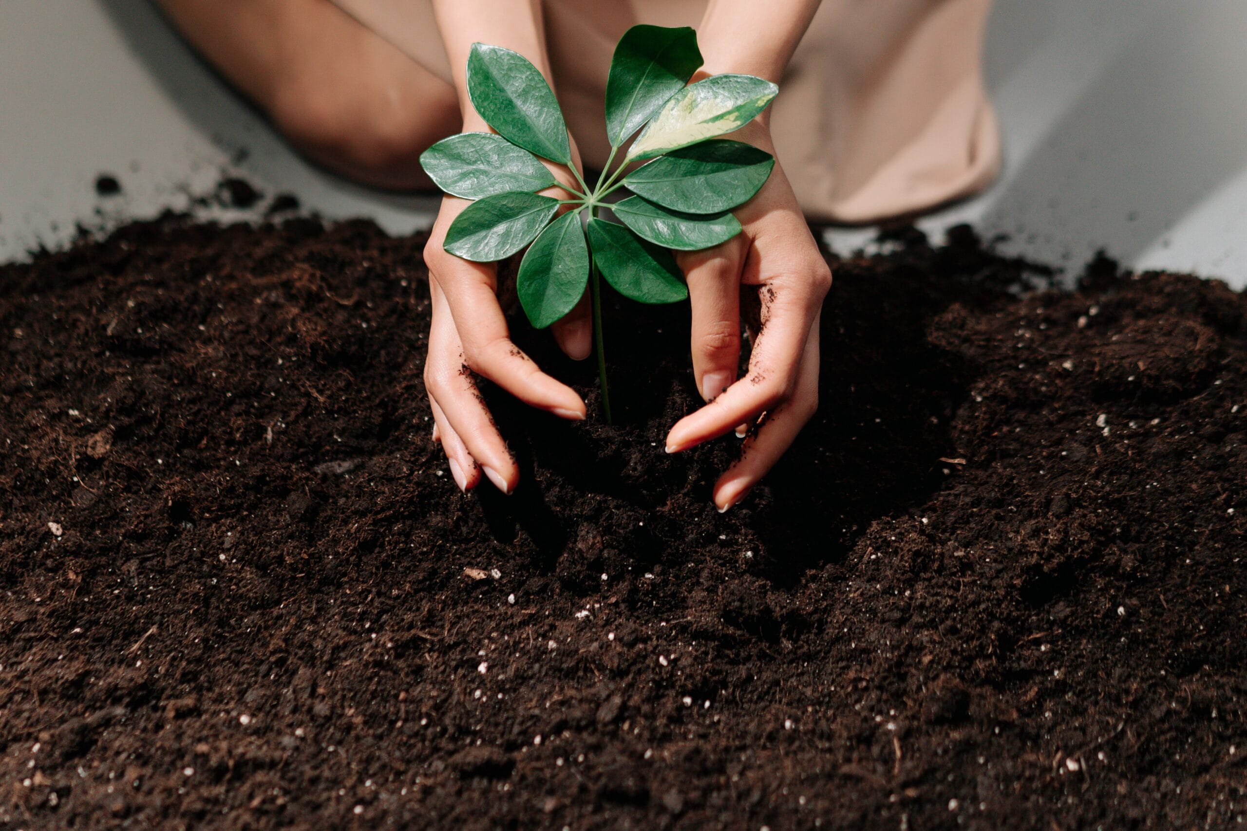 How to Improve Soil Health: A Practical Guide for Gardeners 7 cracked, compacted garden soil with visible weeds