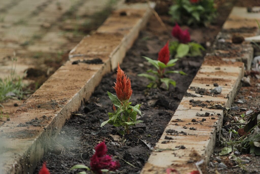 7 Soil Health Indicators for Thriving Plant-Based Gardens 4 Hand holding a handful of rich, dark brown garden soil with visible earthworms and organic debris