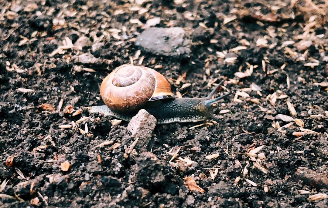 7 Soil Health Indicators for Thriving Plant-Based Gardens 3 Close‑up of dark, crumbly humus rich soil in a garden bed