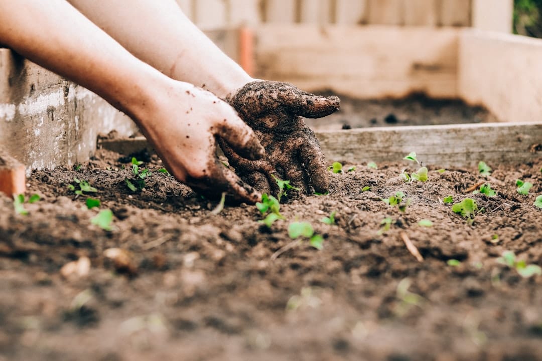 7 Soil Health Indicators for Thriving Plant-Based Gardens 2 Lush vegetable garden with healthy soil and thriving plants