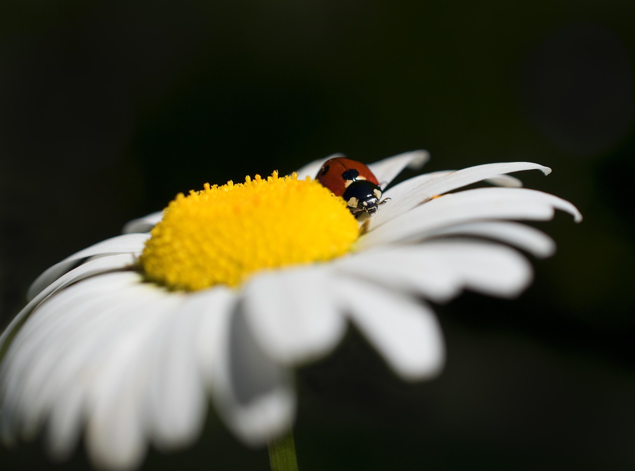 Plant Growing Basics: Light, Water, Soil, and Nutrients 8 ladybugs crawling on a leaf, natural pest control in action