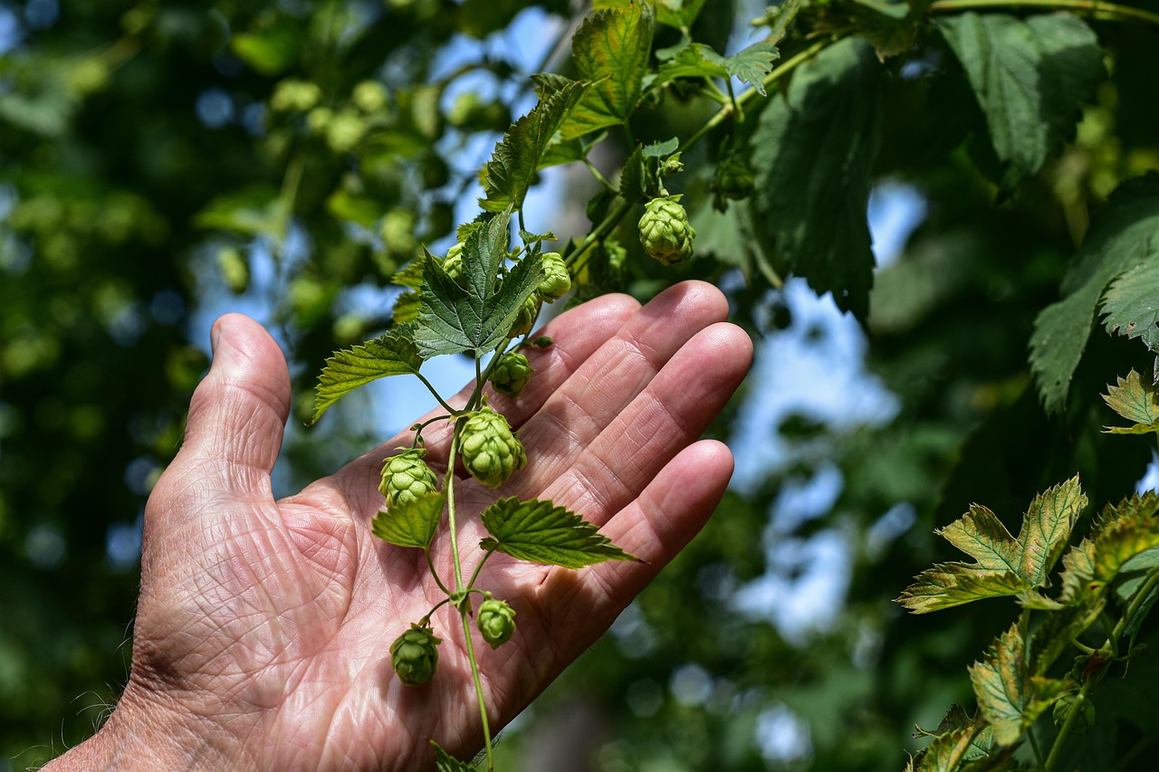 Plant Growing Basics: Light, Water, Soil, and Nutrients 6 close‑up of hop cones growing on a trellis with morning light