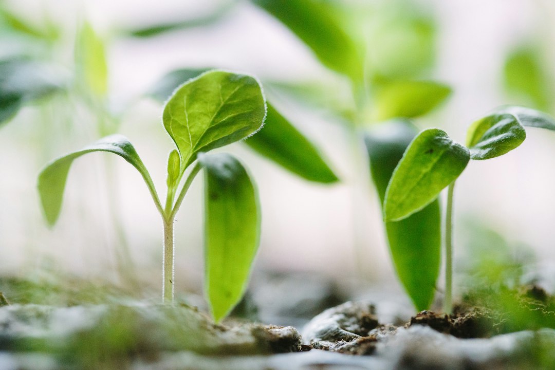 Growing For Beginners: Where to Start 7 Overwatered seedlings with yellow leaves