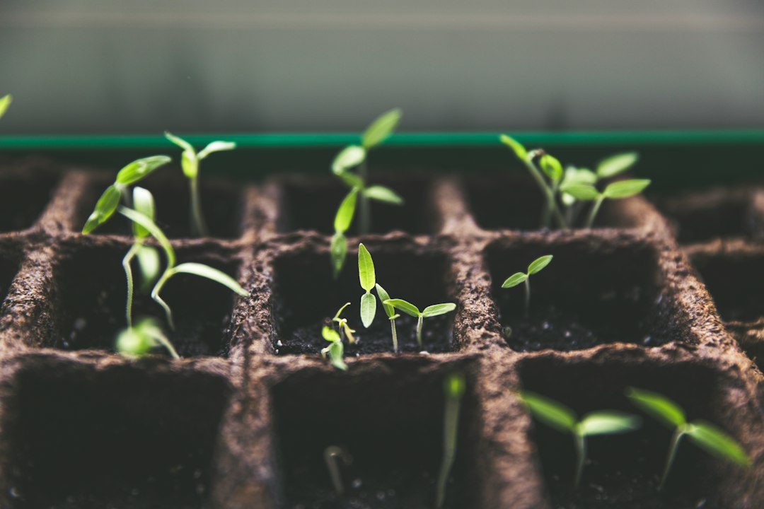 Growing For Beginners: Where to Start 6 Hands planting seeds into a tray with a small trowel